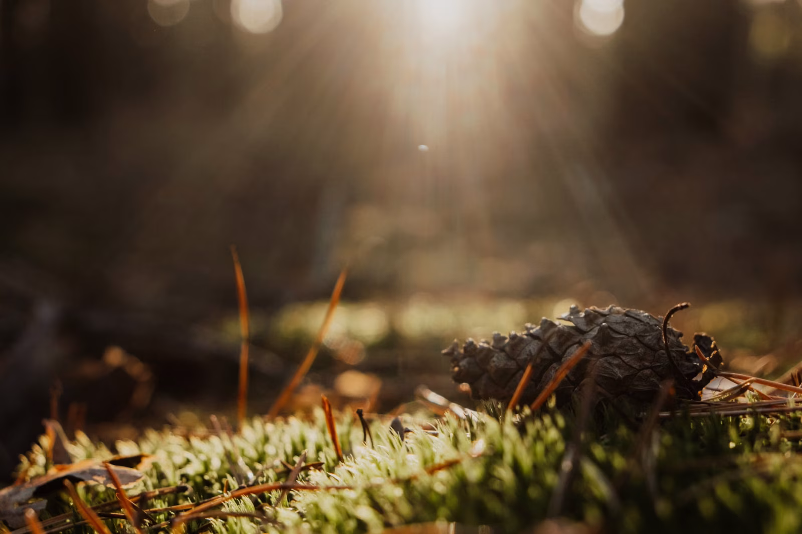 Anketa: Vděčnost jako rituál? - fotografie 2